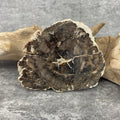 Tranche "Lacher Prise" en Bois Fossile (223g) Ref : B10