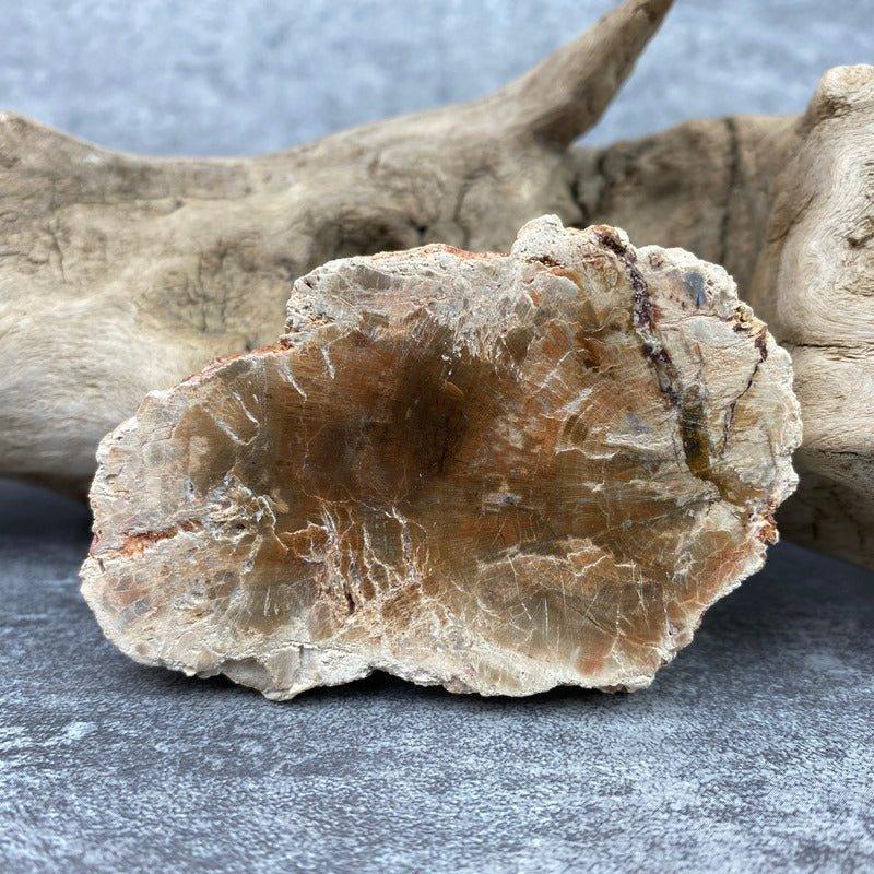 Tranche "Lacher Prise" en Bois Fossile (108g) Ref : B18 - lespierresdubienetre