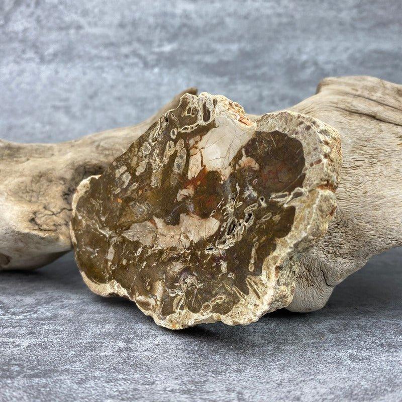Tranche "Lacher Prise" en Bois Fossile (178g) Ref : B22 - lespierresdubienetre