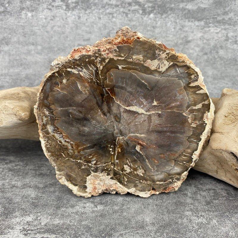 Tranche "Lacher Prise" en Bois Fossile (311g) Ref : B6 - lespierresdubienetre