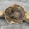 Tranche "Lacher Prise" en Bois Fossile (311g) Ref : B6