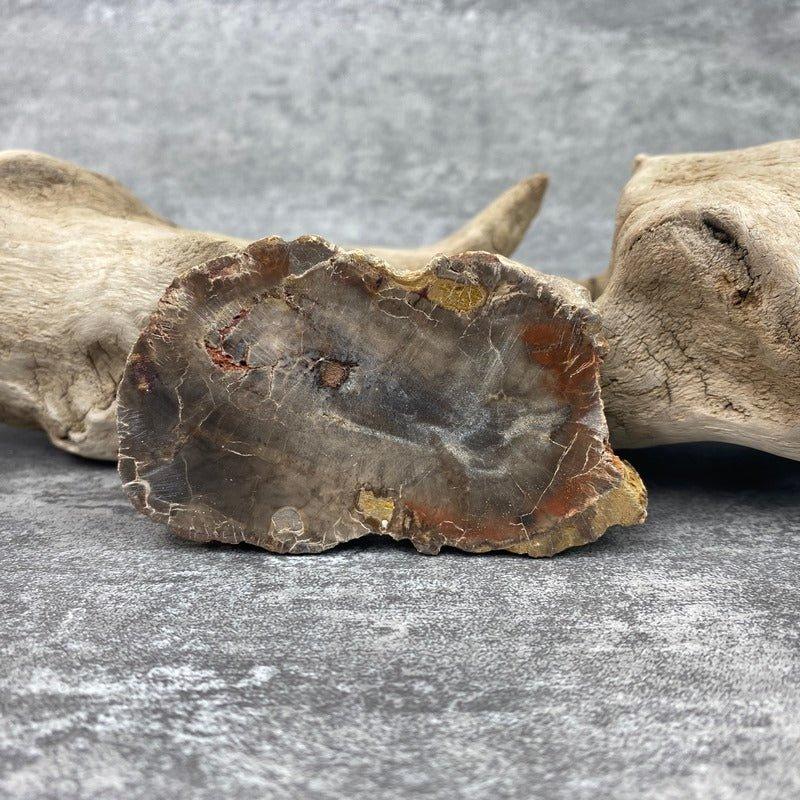 Tranche "Lacher Prise" en Bois Fossile (90g) Ref : B15 - lespierresdubienetre